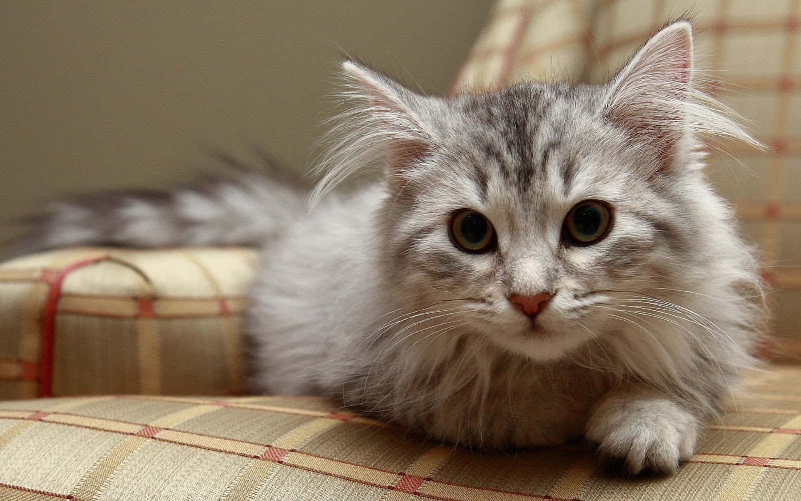 Siberian Cat, silver tabby, amber eyes, HD Desktop Wallpaper