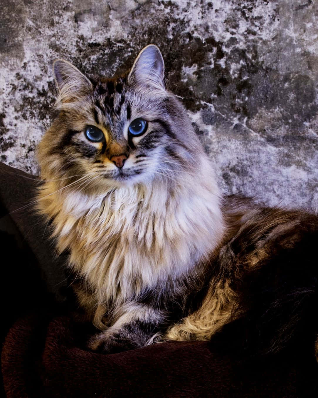 Siberian Cat, blue eyes, dark cushion, HD Phone Wallpaper