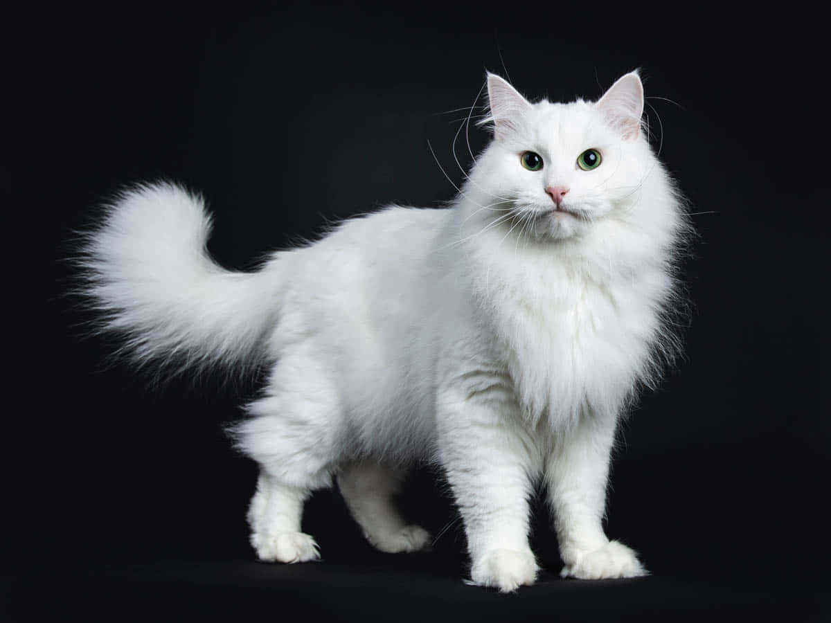 Siberian Cat, fluffy white cat, striking green eyes, SD Desktop Wallpaper