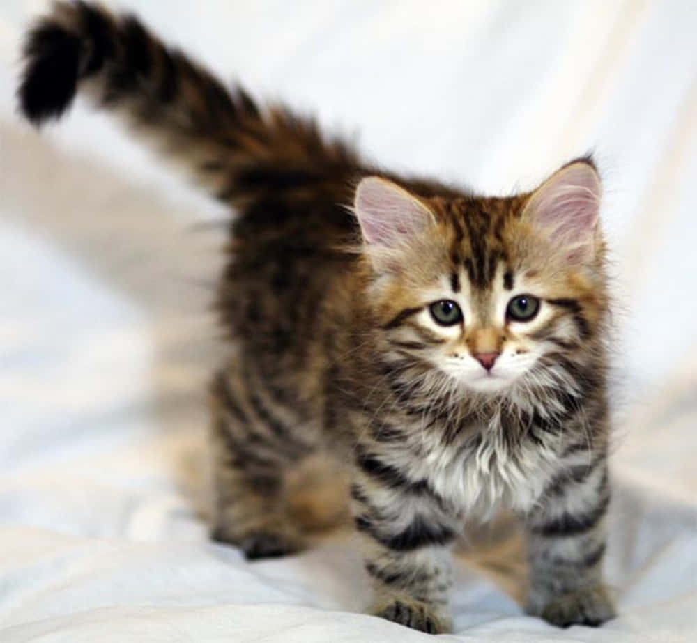 Siberian Cat, fluffy tabby kitten, wide green eyes, SD Desktop Wallpaper