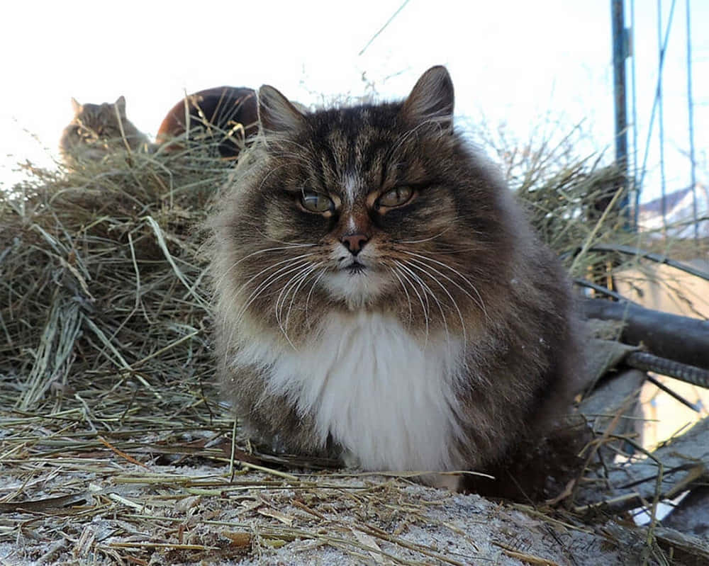 Siberian Cat, fluffy brown and white cat, pile of hay, SD Desktop Wallpaper
