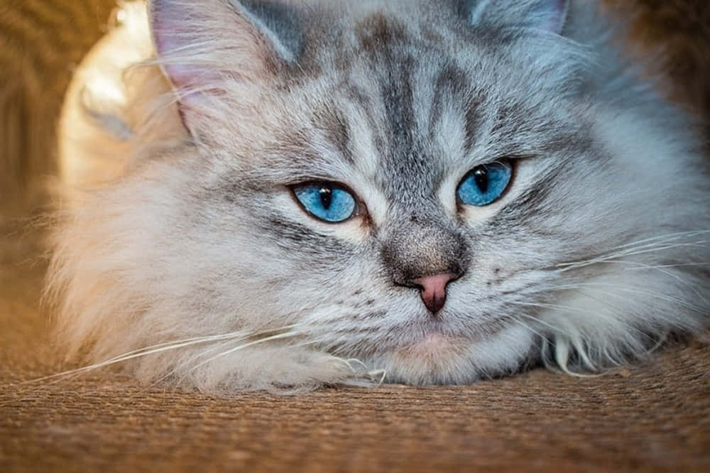 Siberian Cat, fluffy gray tabby, striking blue eyes, SD Desktop Wallpaper