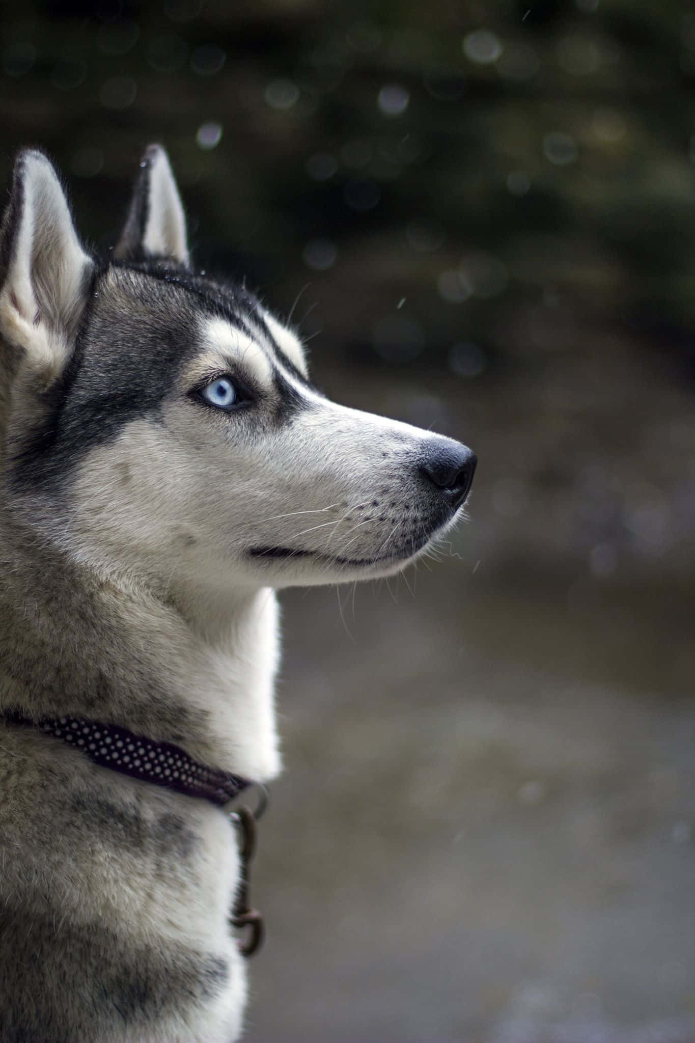Siberian Husky, blue eyes, grey and white fur, Full HD Phone Wallpaper