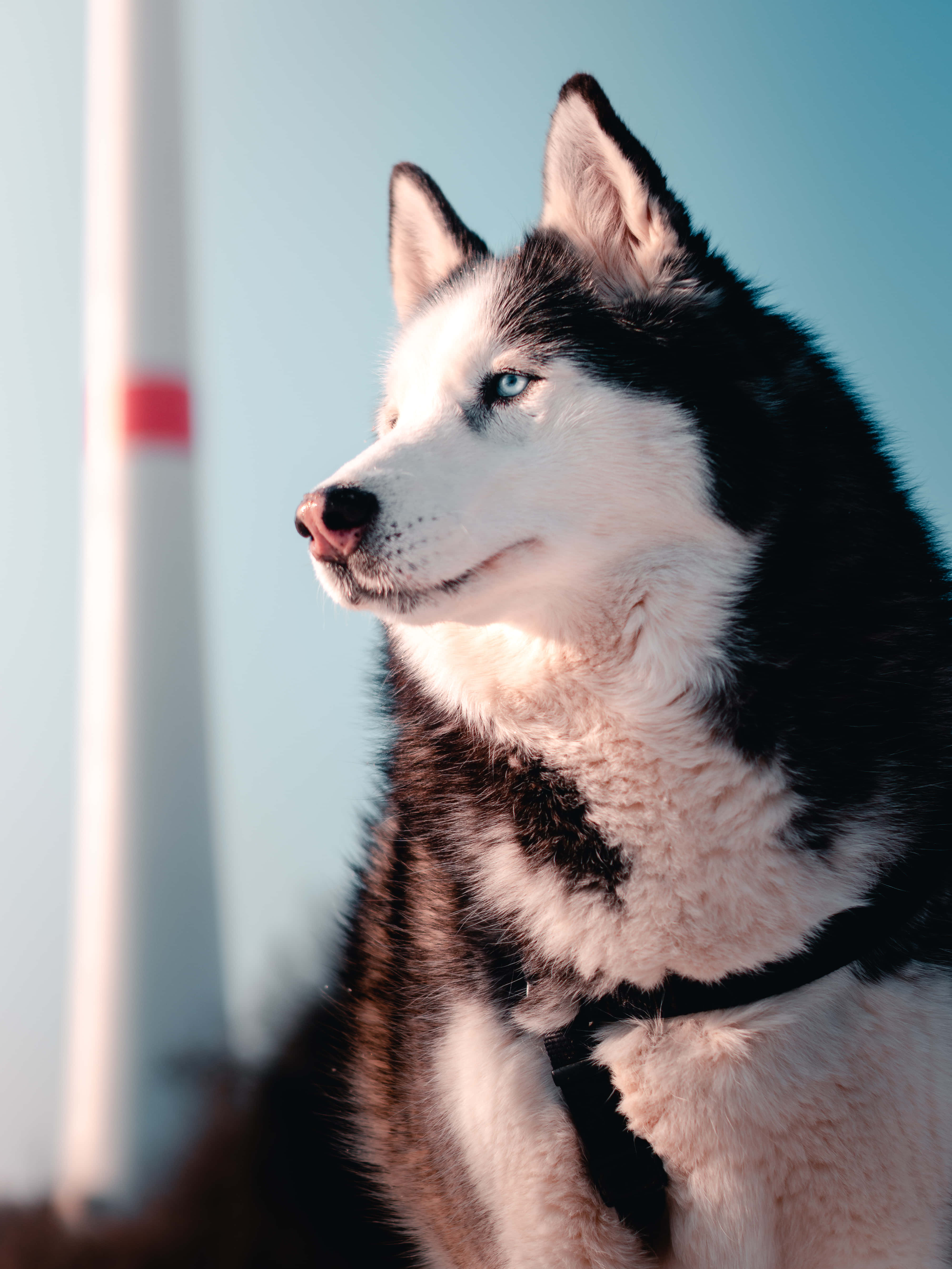 Siberian Husky, piercing blue eyes, soft blue sky backdrop, 5K Phone Wallpaper