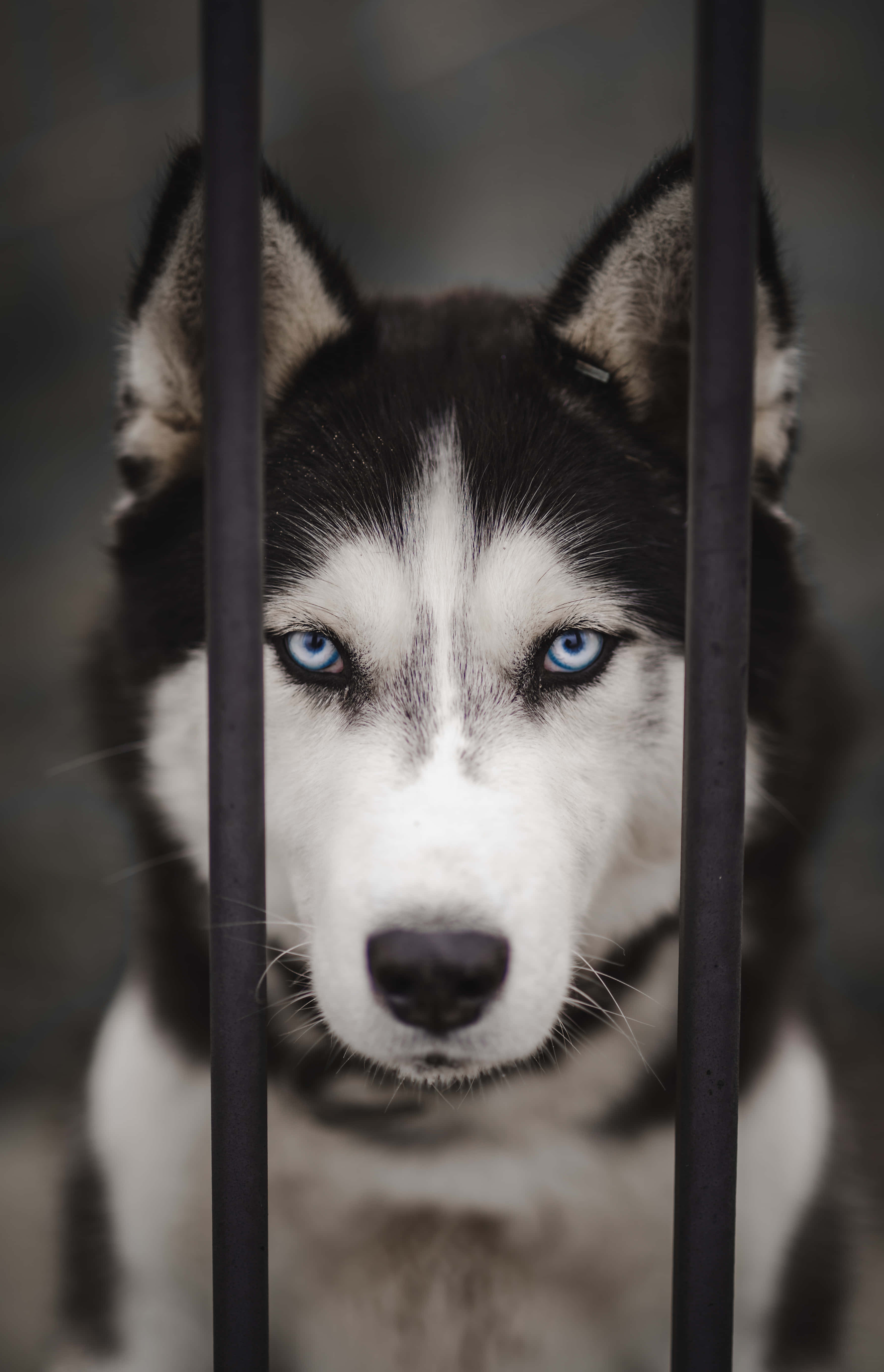 Siberian Husky, piercing blue eyes, dark vertical bars, 5K Phone Wallpaper