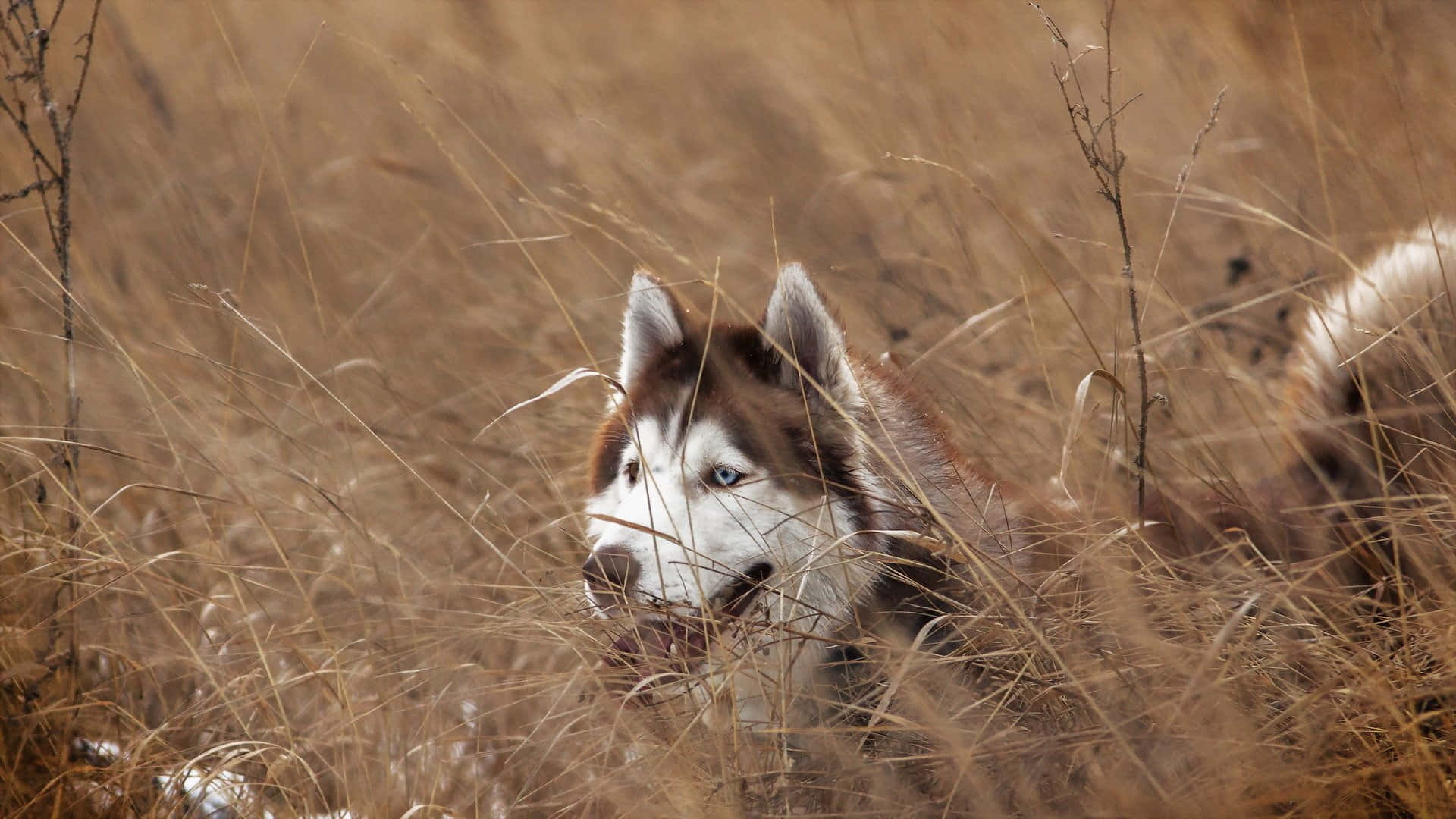 Siberian Husky, blue eyes, tall golden grass, Full HD Desktop Wallpaper