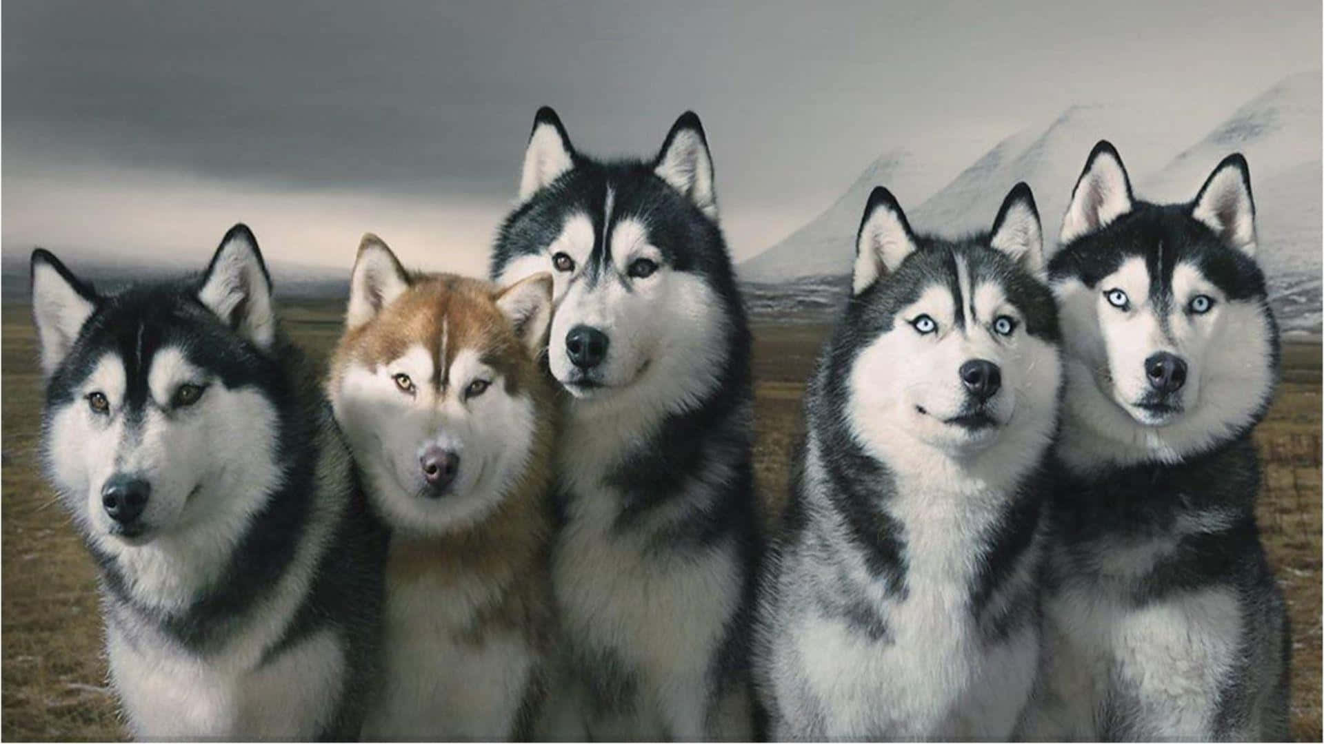 Siberian Husky, five, striking eyes, Full HD Desktop Wallpaper