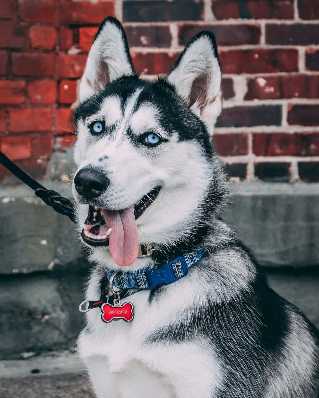 Siberian Husky, triangular ears, blue eyes, HD Phone Wallpaper