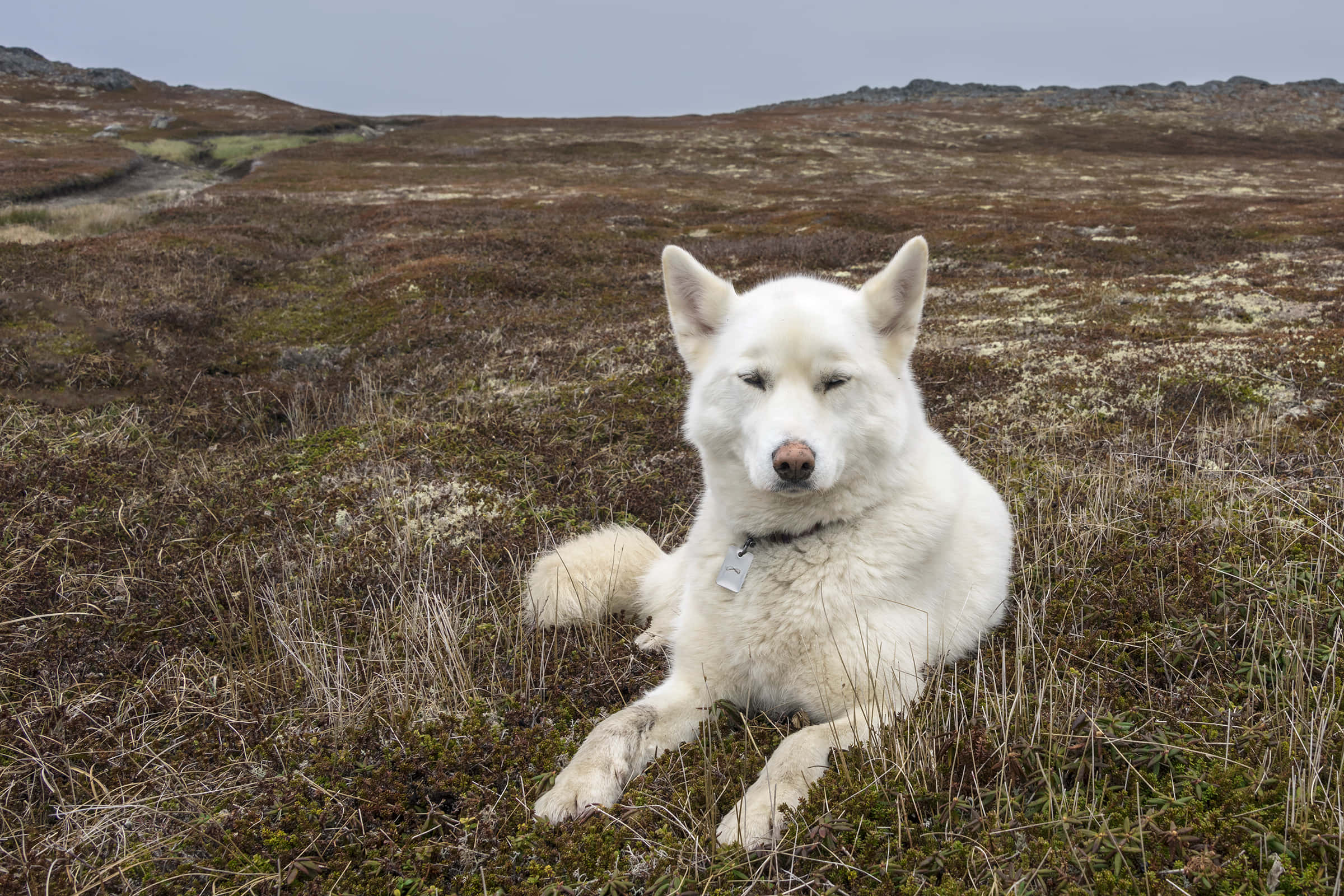 Siberian Husky, white dog, vast tundra landscape, Full HD Desktop Wallpaper