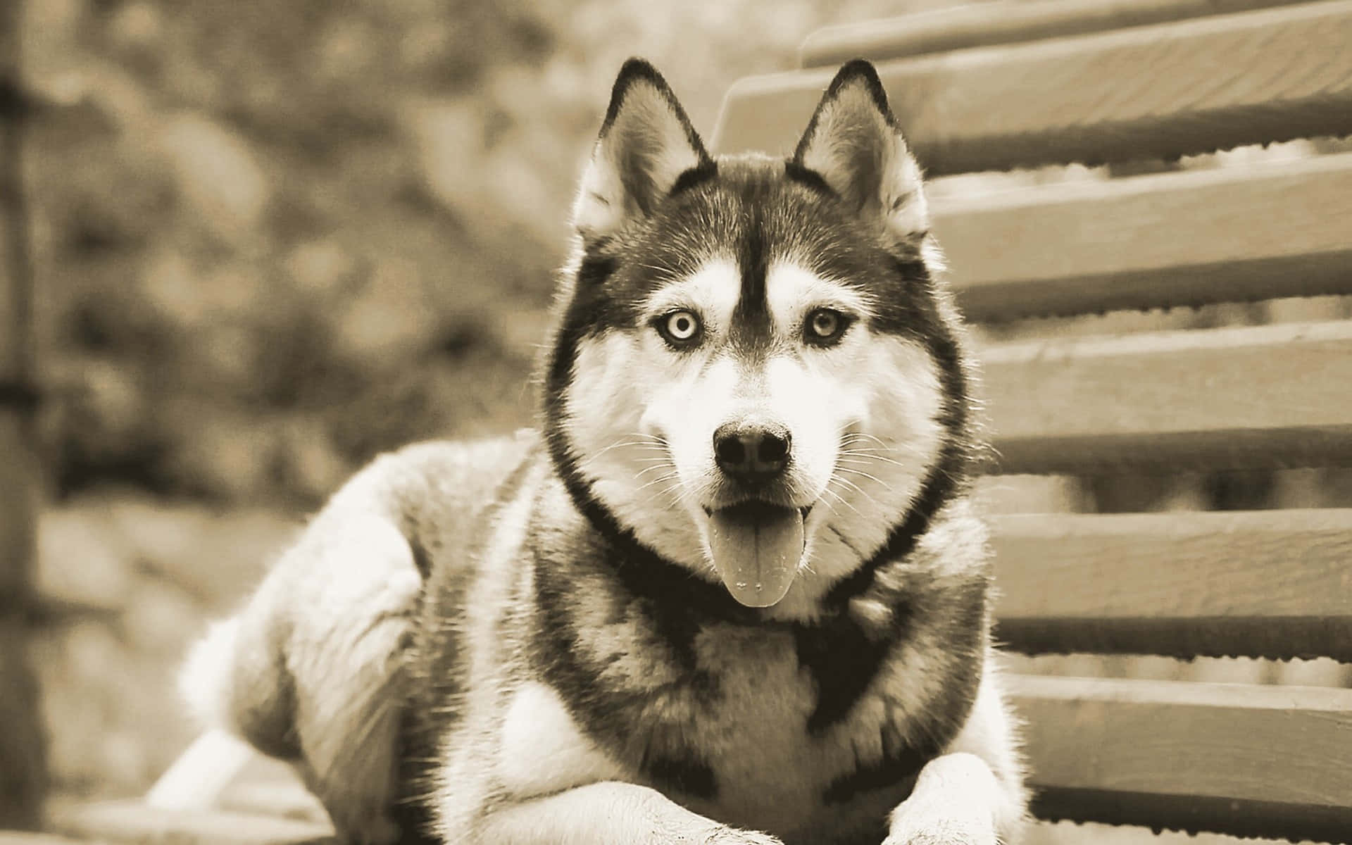 Siberian Husky, sepia filter, wooden bench, Full HD Desktop Wallpaper