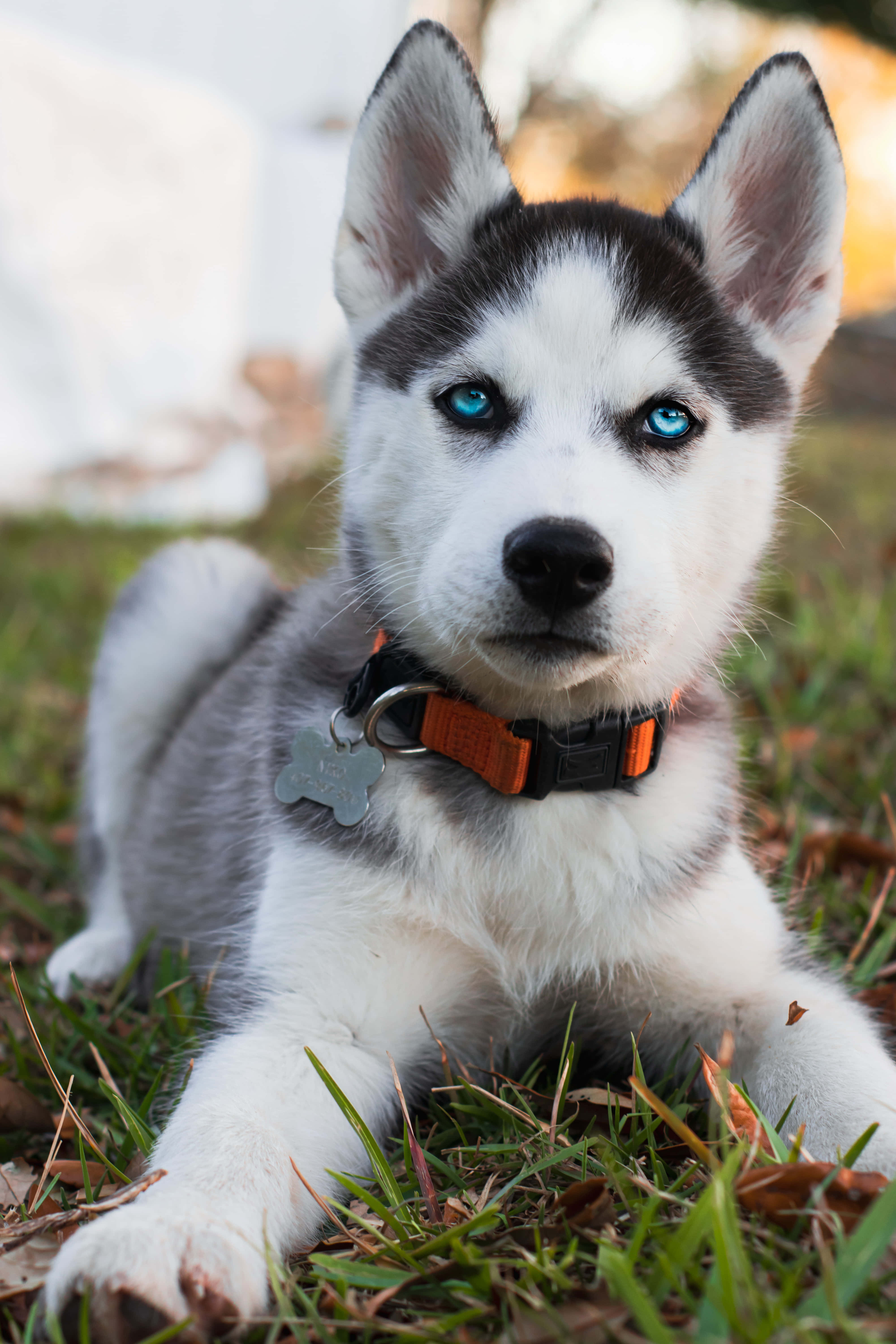 Siberian Husky puppy, blue eyes, grass, 5K Phone Wallpaper