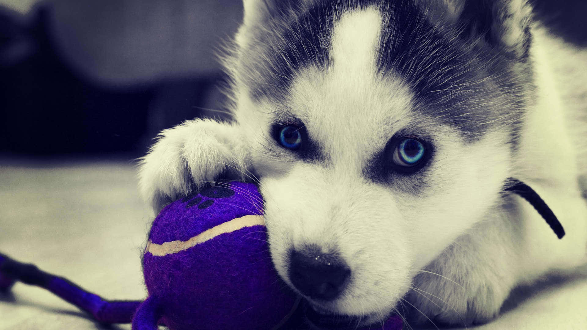 Siberian Husky, fluffy husky puppy, striking blue eyes, Full HD Desktop Wallpaper