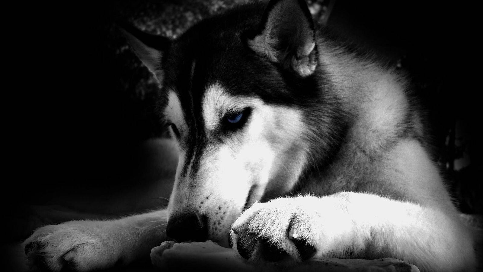 Siberian Husky, black and white, piercing blue eyes, HD Desktop Wallpaper
