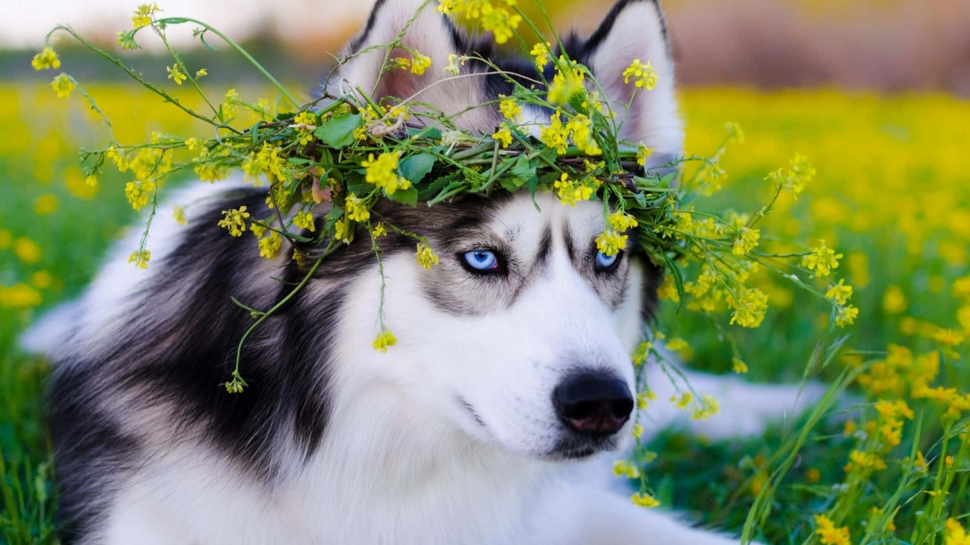 Siberian Husky, yellow wildflowers, crown, Full HD Desktop Wallpaper