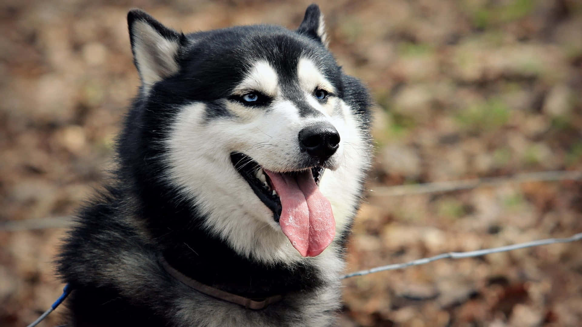 Siberian Husky, blue eyes, pink tongue, Full HD Desktop Wallpaper
