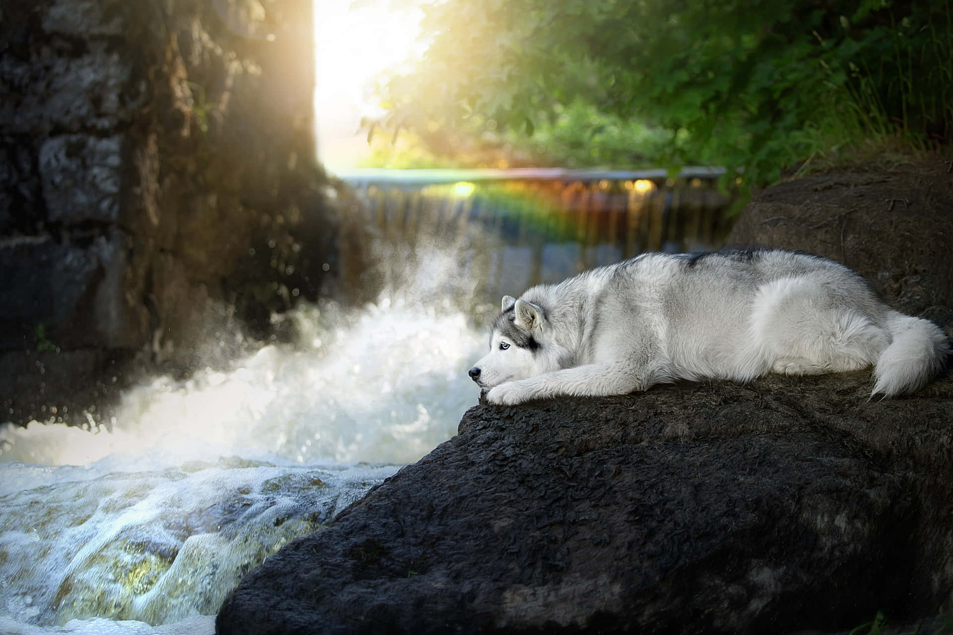 Siberian Husky, pup, waterfalls, Full HD Desktop Wallpaper