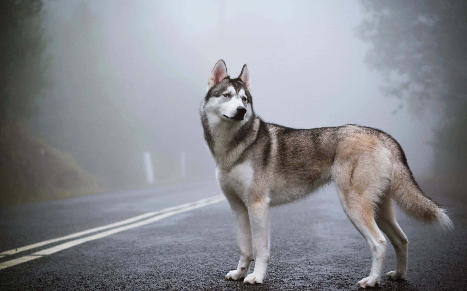 Siberian Husky, foggy road, misty mountain road, Full HD Desktop Wallpaper
