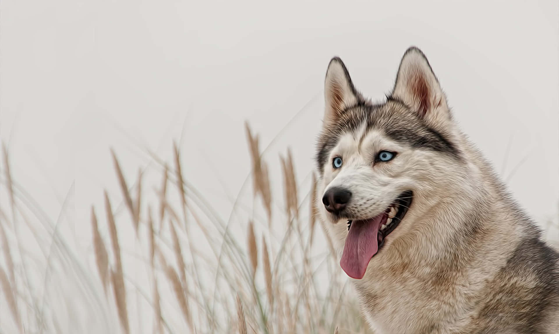 light brown siberian husky dog, striking blue eyes, pink tongue, Full HD Desktop Wallpaper