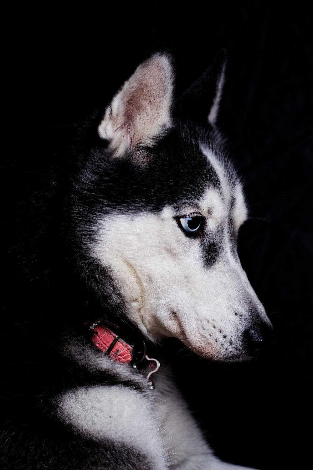 Siberian Husky, piercing blue eyes, black and white fur, HD Phone Wallpaper