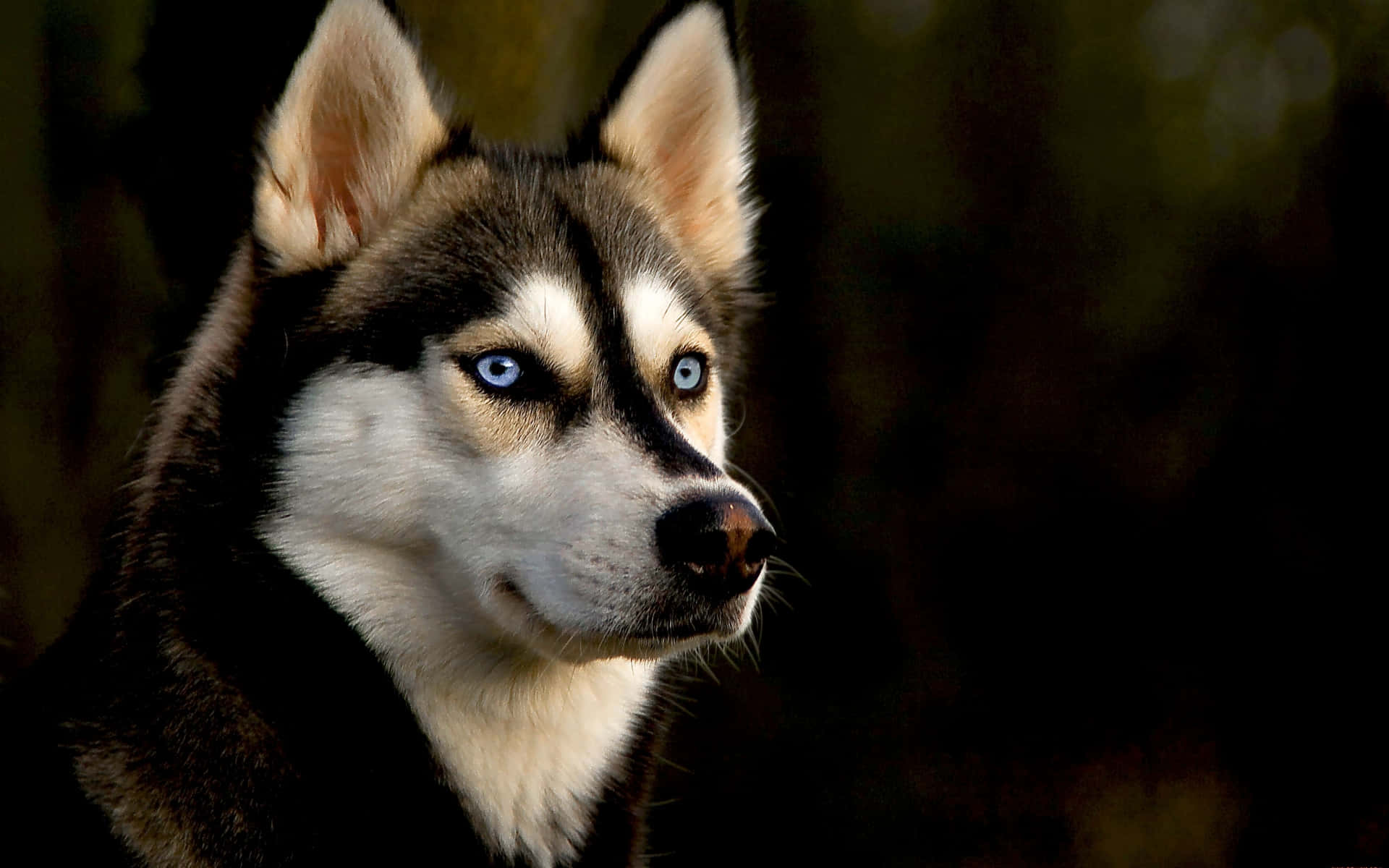 handsome brown siberian husky, piercing blue eyes, black and white fur, Full HD Desktop Wallpaper