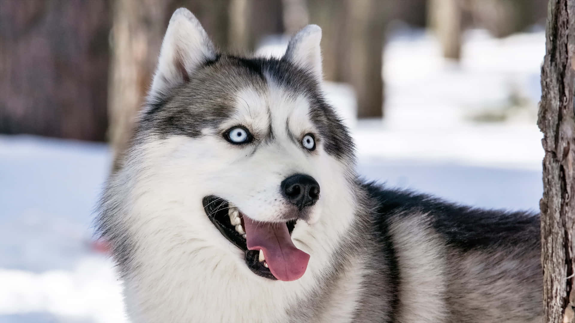 Siberian Husky, striking blue eyes, snowy forest clearing, Full HD Desktop Wallpaper