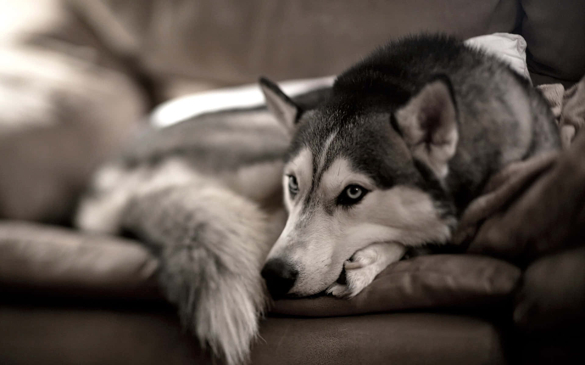 Siberian Husky, couch, cushion, Full HD Desktop Wallpaper