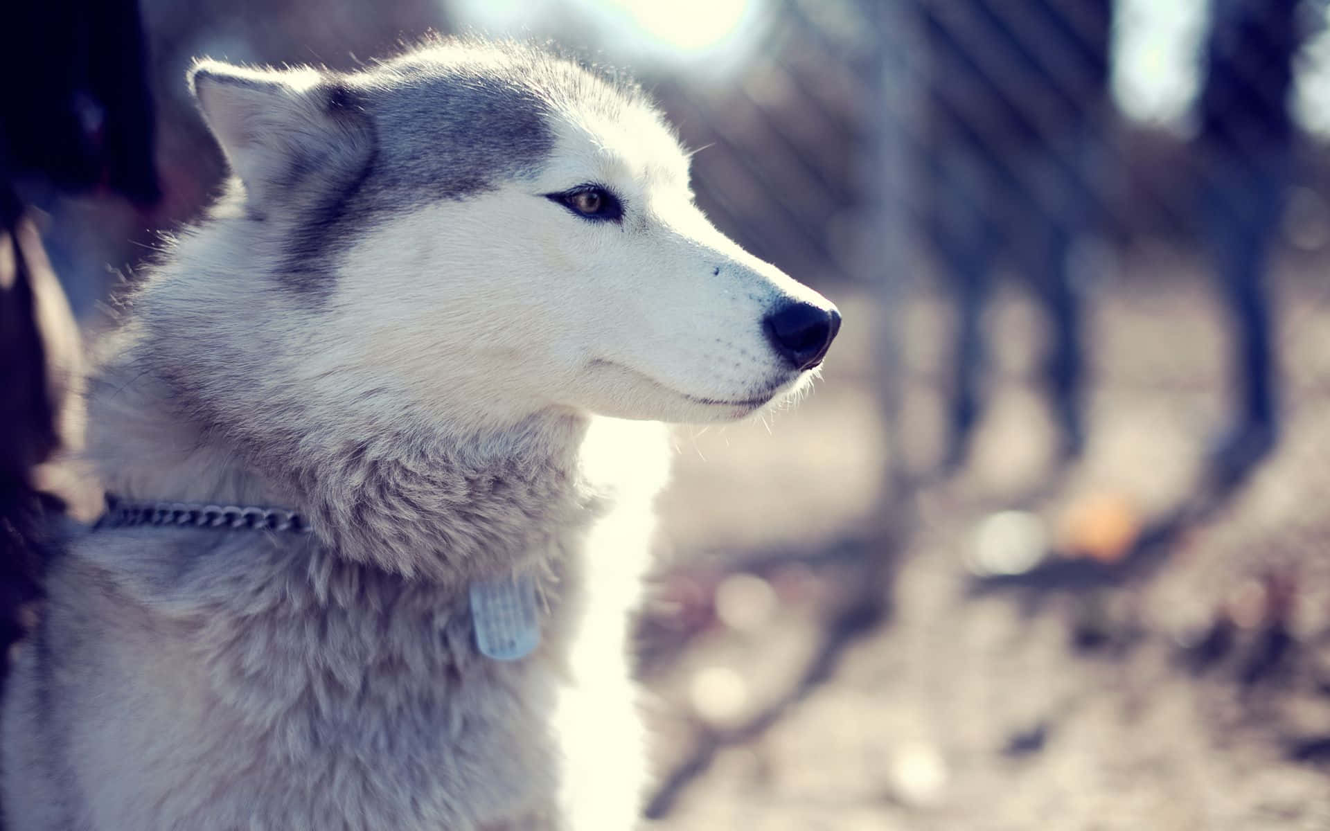 Siberian Husky, silver dog tag, gray and white fur, Full HD Desktop Wallpaper