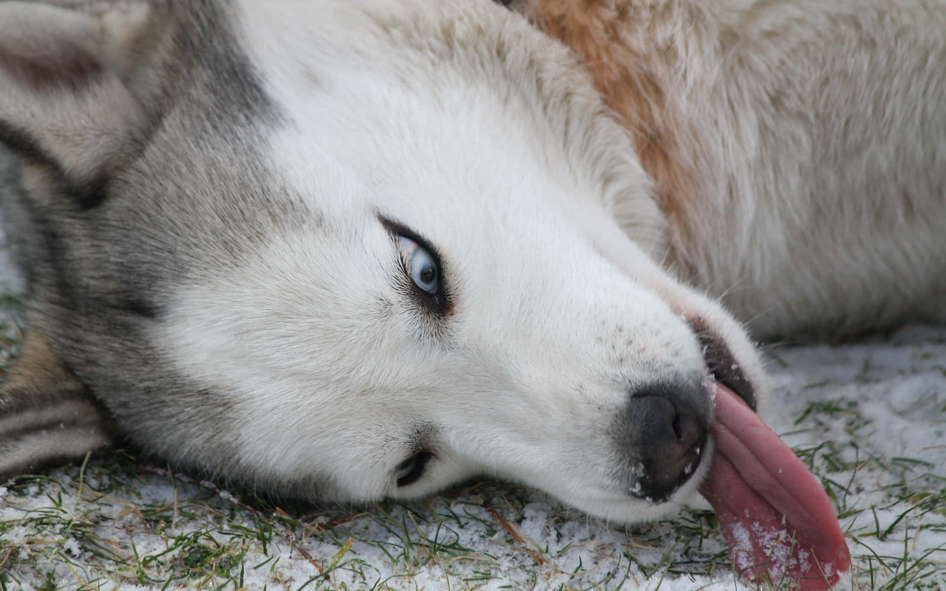 Siberian Husky, blue eyes, snowy grass, Full HD Desktop Wallpaper