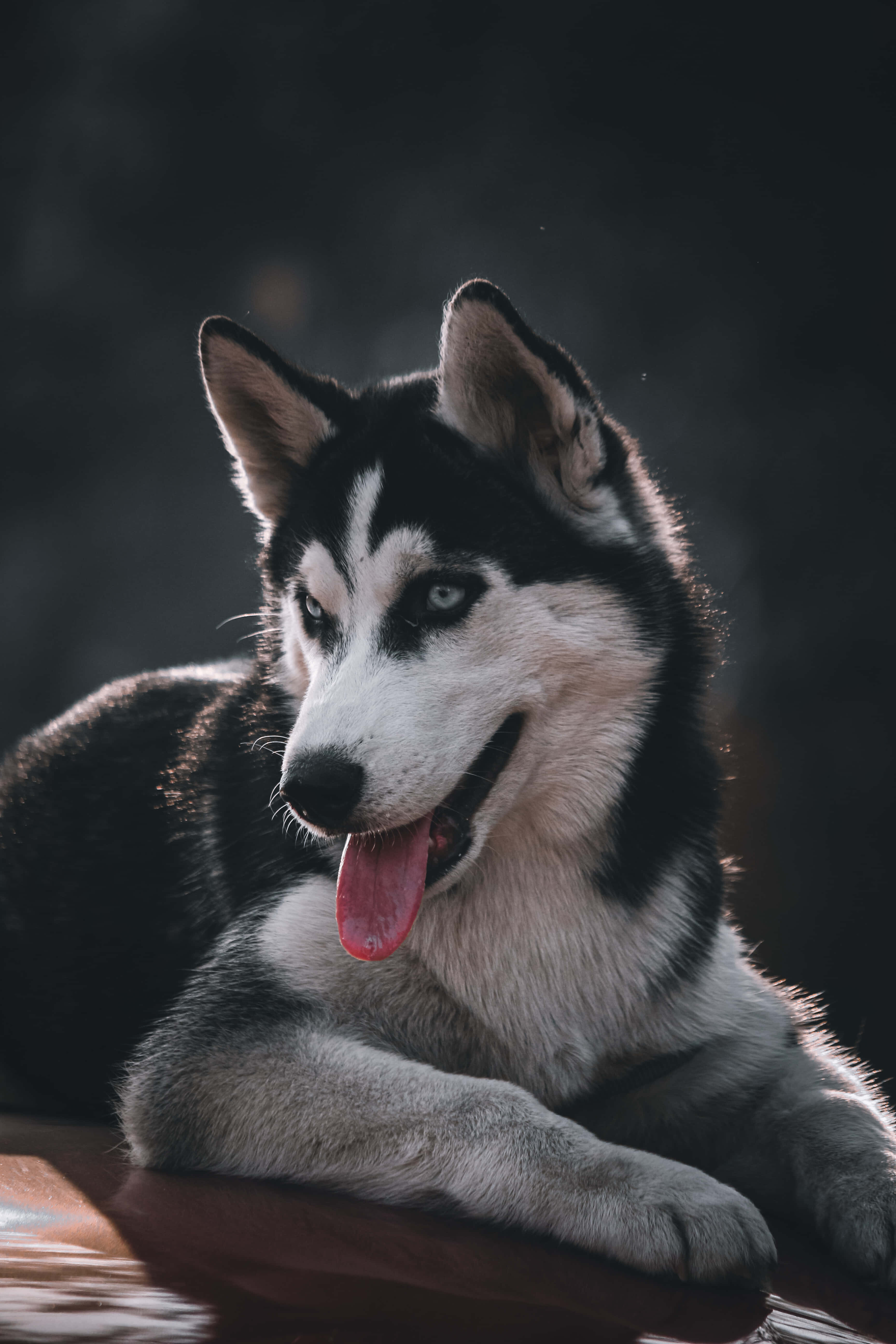 Siberian Husky, blue eyes, black and white fur, 5K Phone Wallpaper