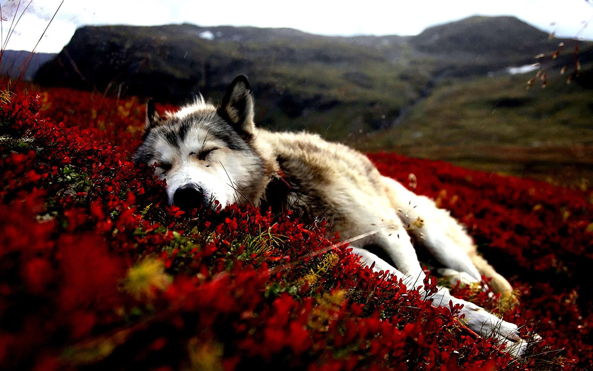 white siberian husky, field, vibrant red autumn foliage, Full HD Desktop Wallpaper