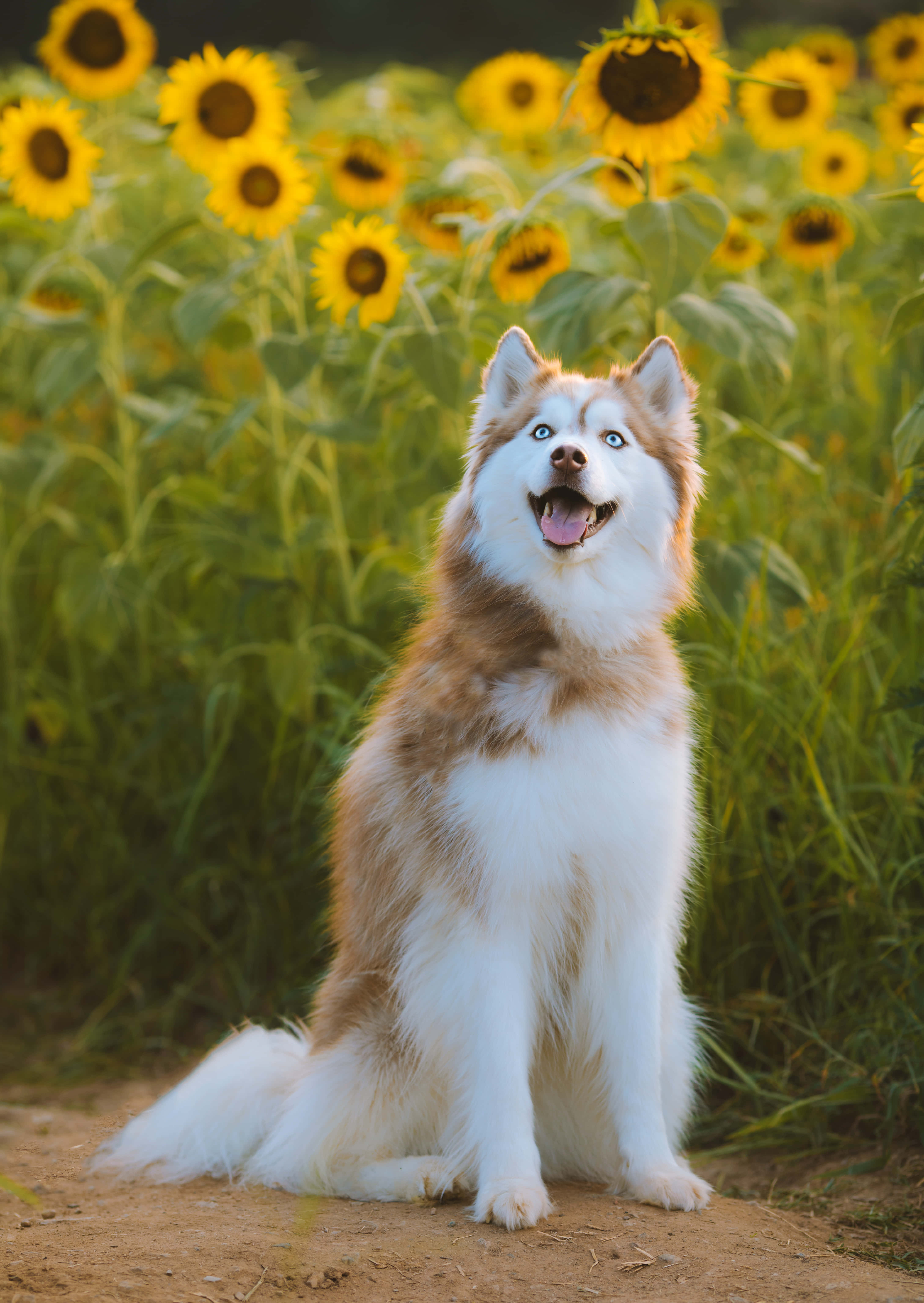 Siberian Husky, sunflower field, golden afternoon light, 5K Phone Wallpaper