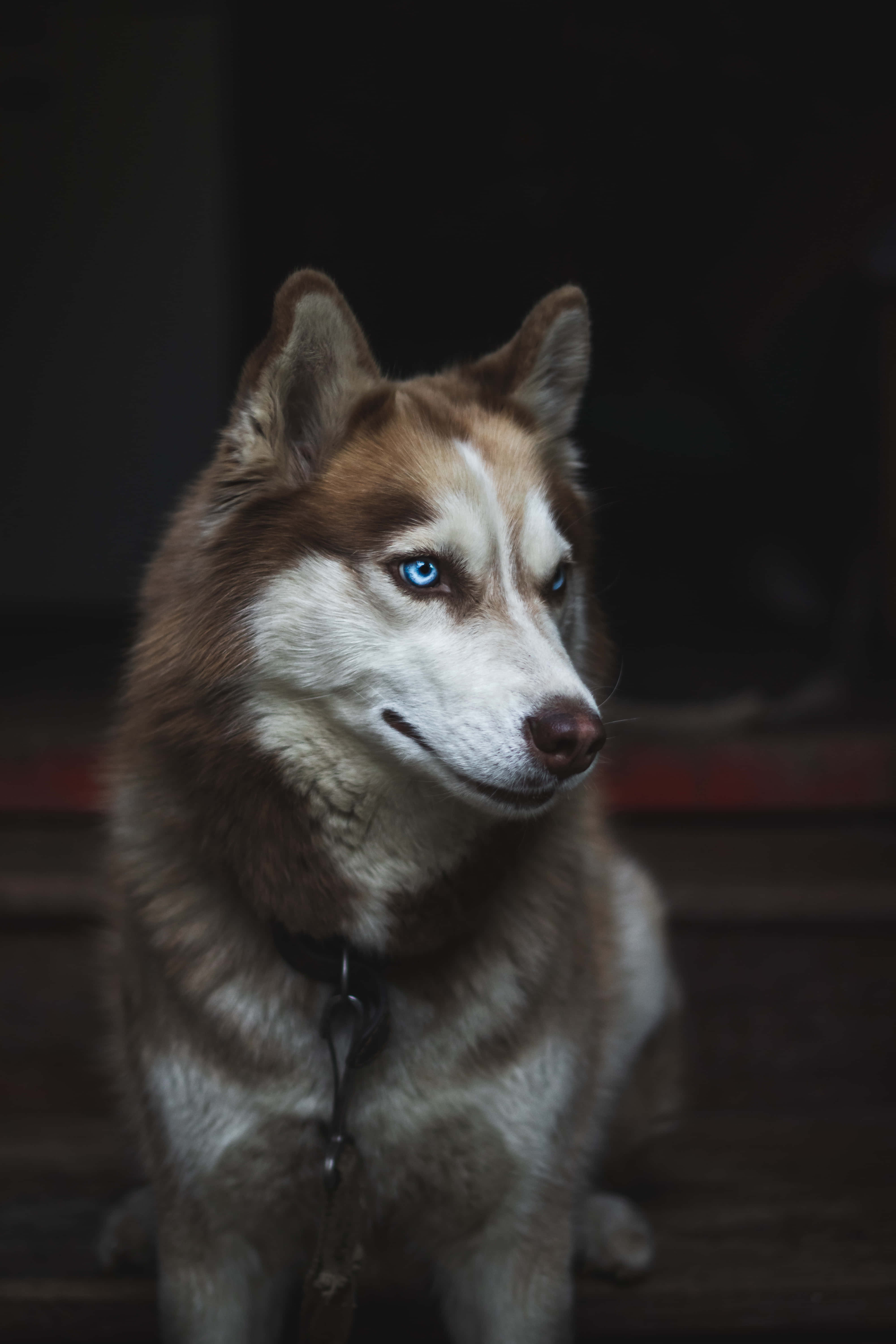 fluffy brown siberian husky, piercing blue eyes, dimly lit indoor setting, 5K Phone Wallpaper