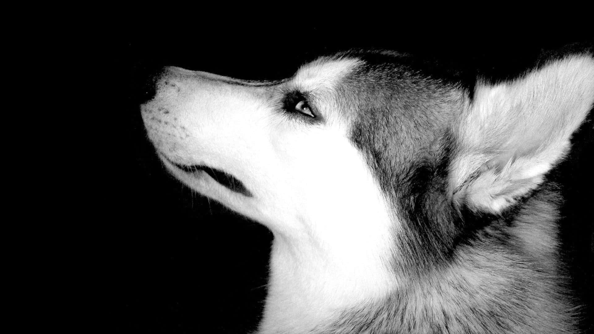 Siberian Husky, black and white, close-up, Full HD Desktop Wallpaper