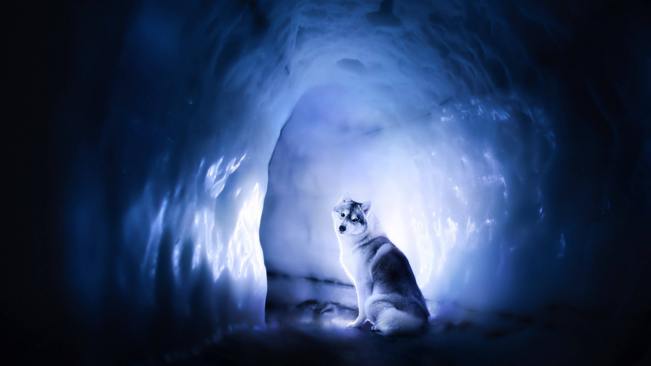 Siberian Husky, glowing blue ice cave, light streaming through the opening, 2K Desktop Wallpaper