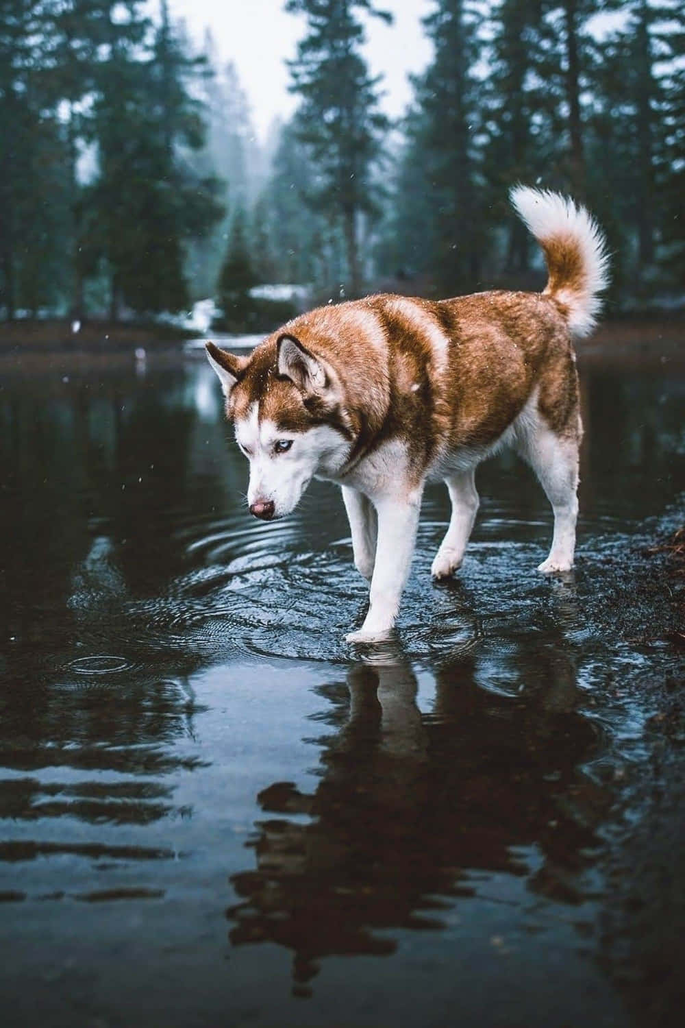 Siberian Husky, brown and white fur, shallow water, HD Phone Wallpaper