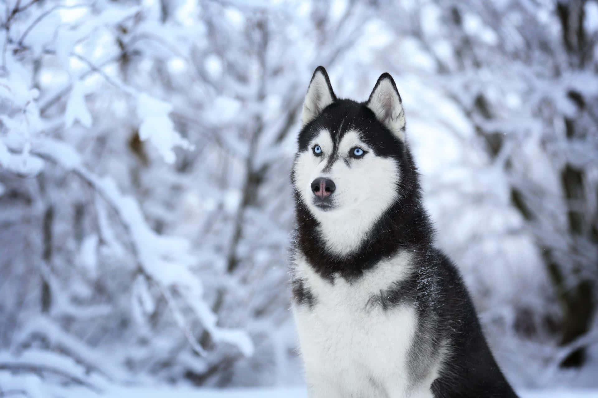 Siberian Husky, white winter, snowy forest, Full HD Desktop Wallpaper