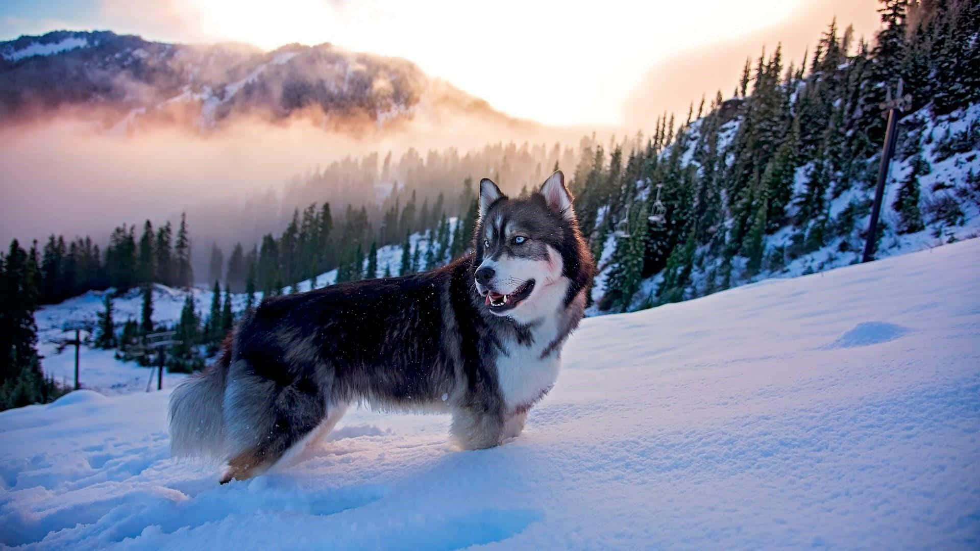 Siberian Husky, snow mountain, fresh snow, Full HD Desktop Wallpaper