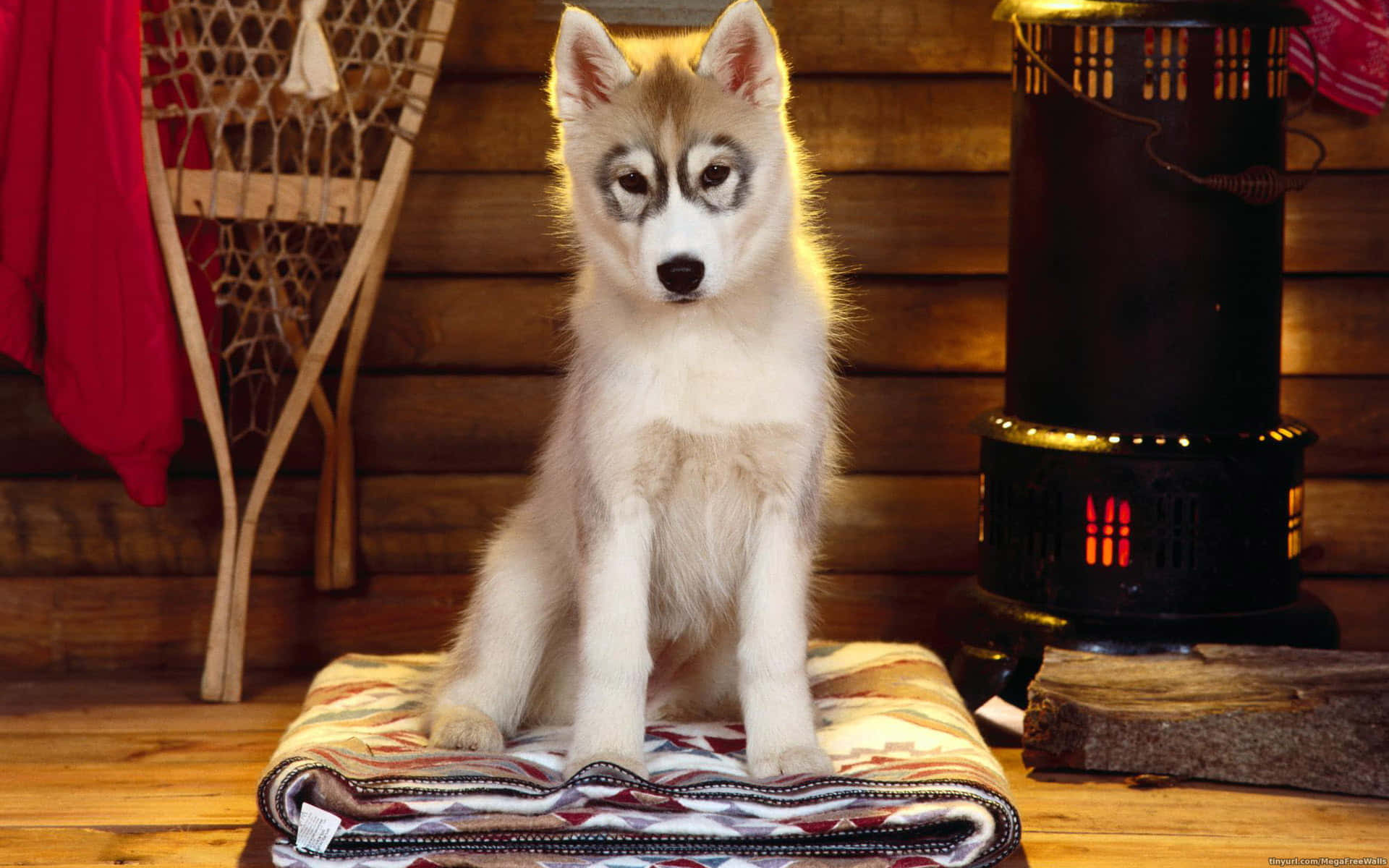 Siberian Husky, fluffy husky puppy, patterned blanket, Full HD Desktop Wallpaper