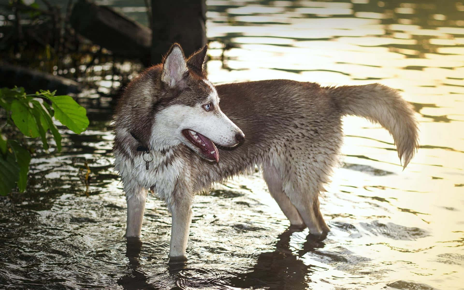 Siberian Husky, water, golden hour, Full HD Desktop Wallpaper