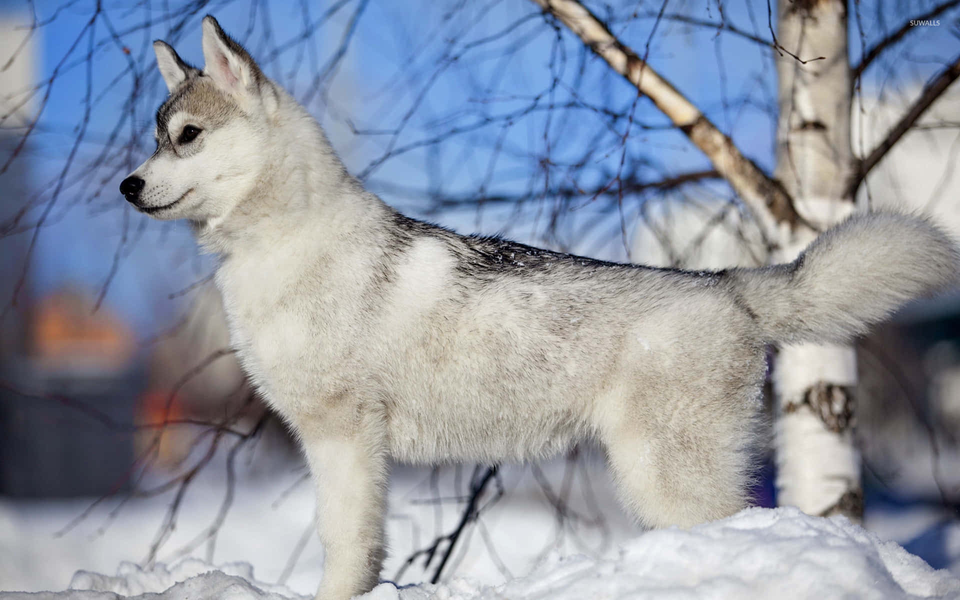 Siberian husky, deep snow, bare birch trees, Full HD Desktop Wallpaper