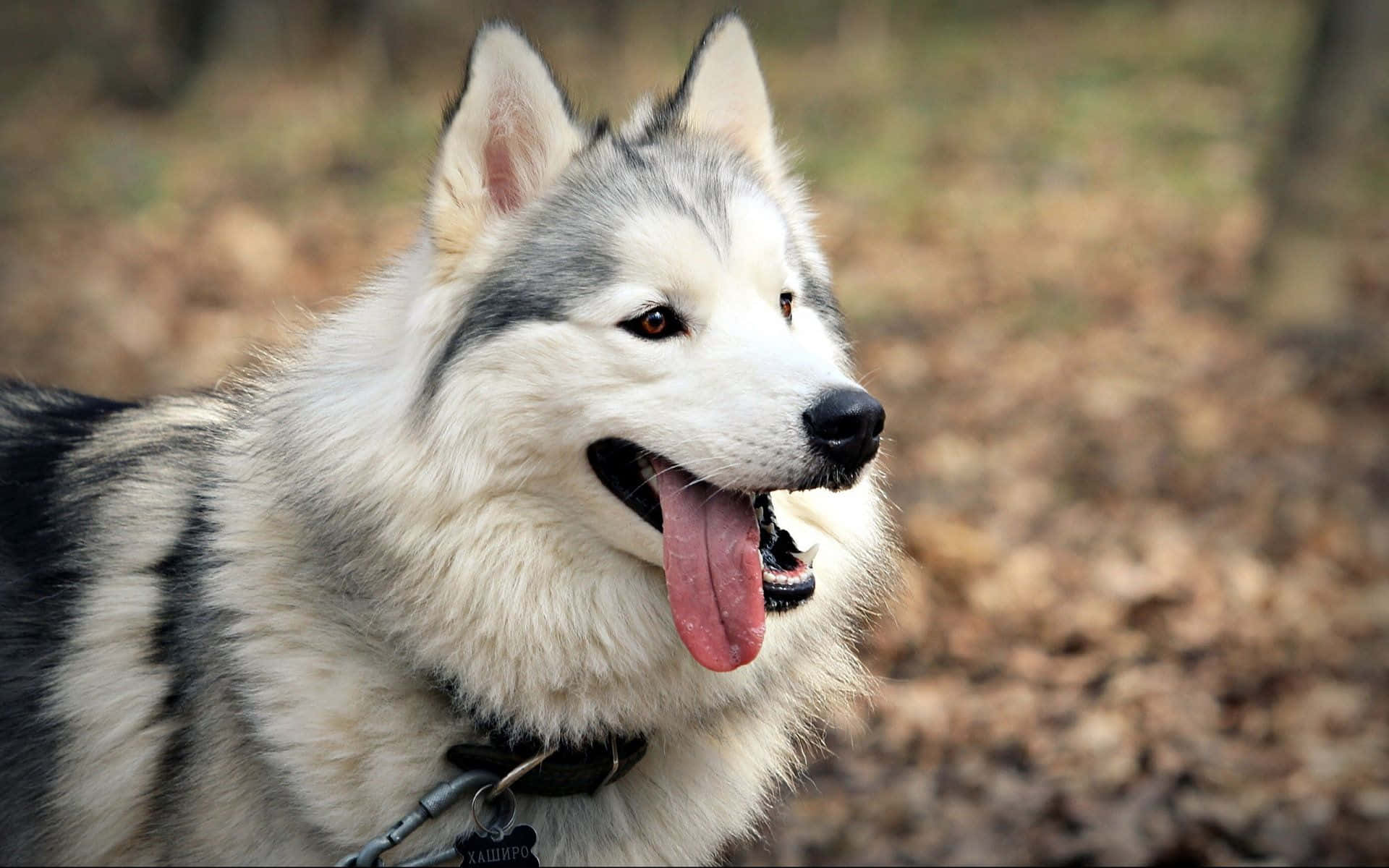 Siberian Husky, fluffy gray and white fur, pink tongue, Full HD Desktop Wallpaper