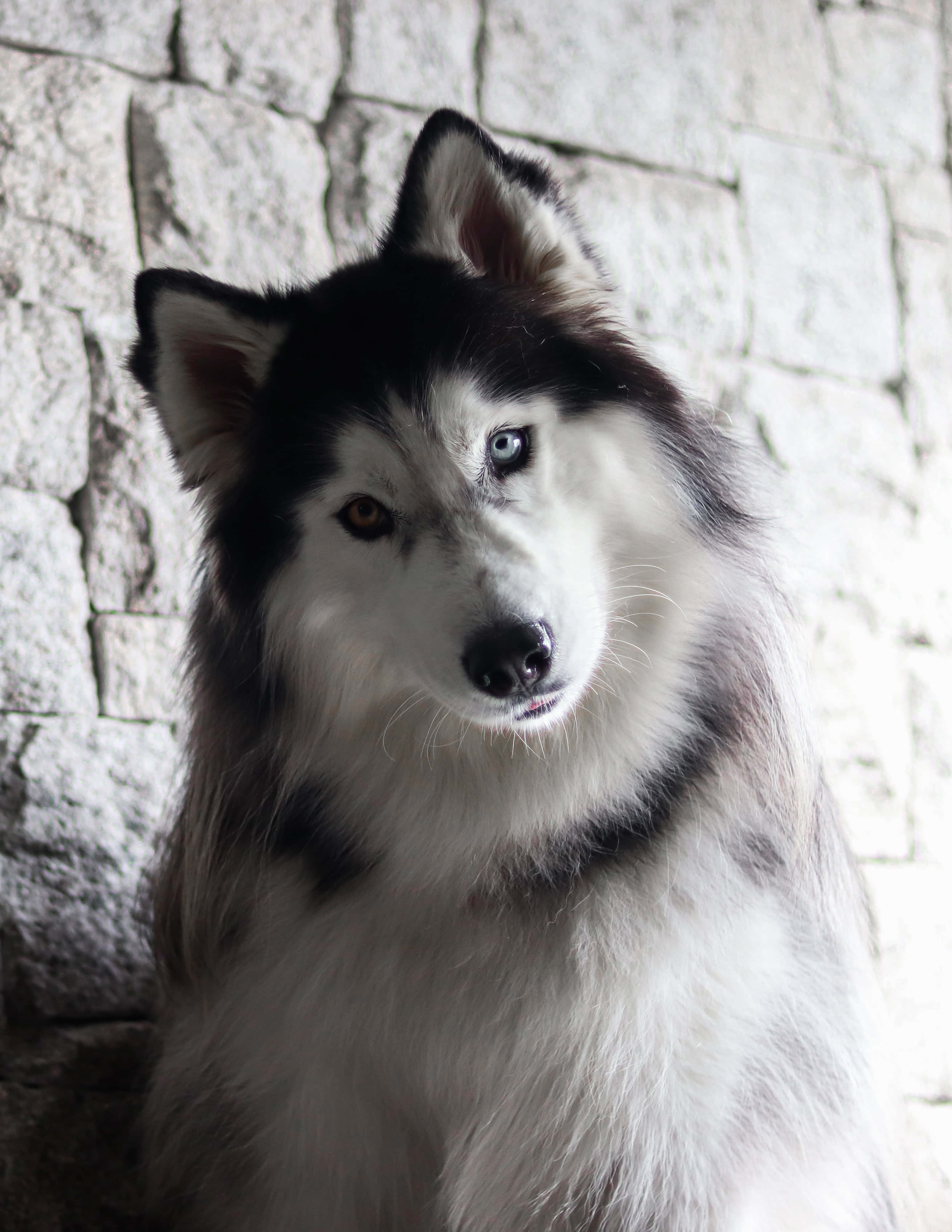 white furry siberian husky, fluffy husky, striking heterochromia eyes, 4K Phone Wallpaper