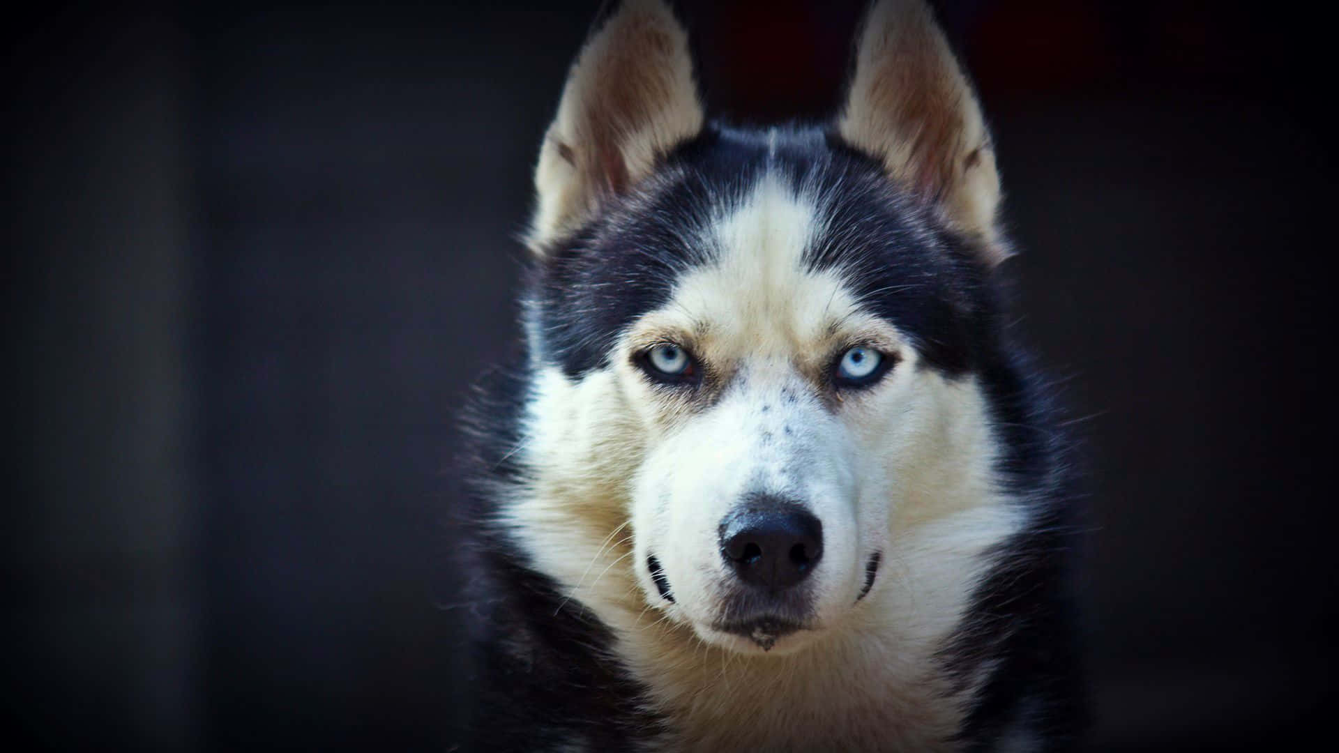 Siberian Husky, piercing blue eyes, black and white fur, Full HD Desktop Wallpaper