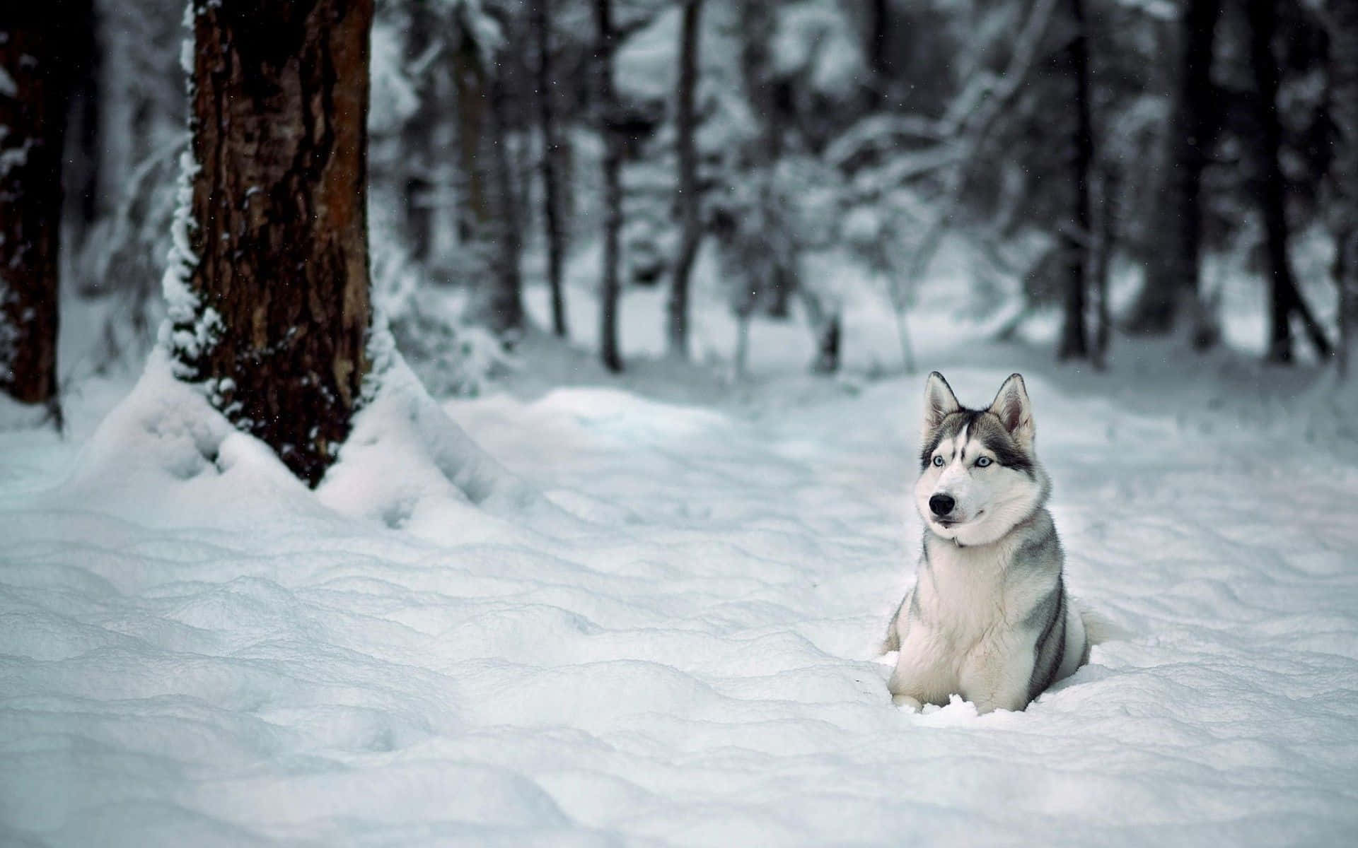 Siberian Husky, blue eyes, deep snow, Full HD Desktop Wallpaper