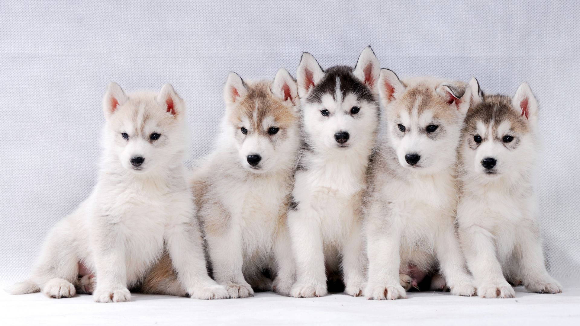 Siberian Husky, baby dogs, fluffy, Full HD Desktop Wallpaper