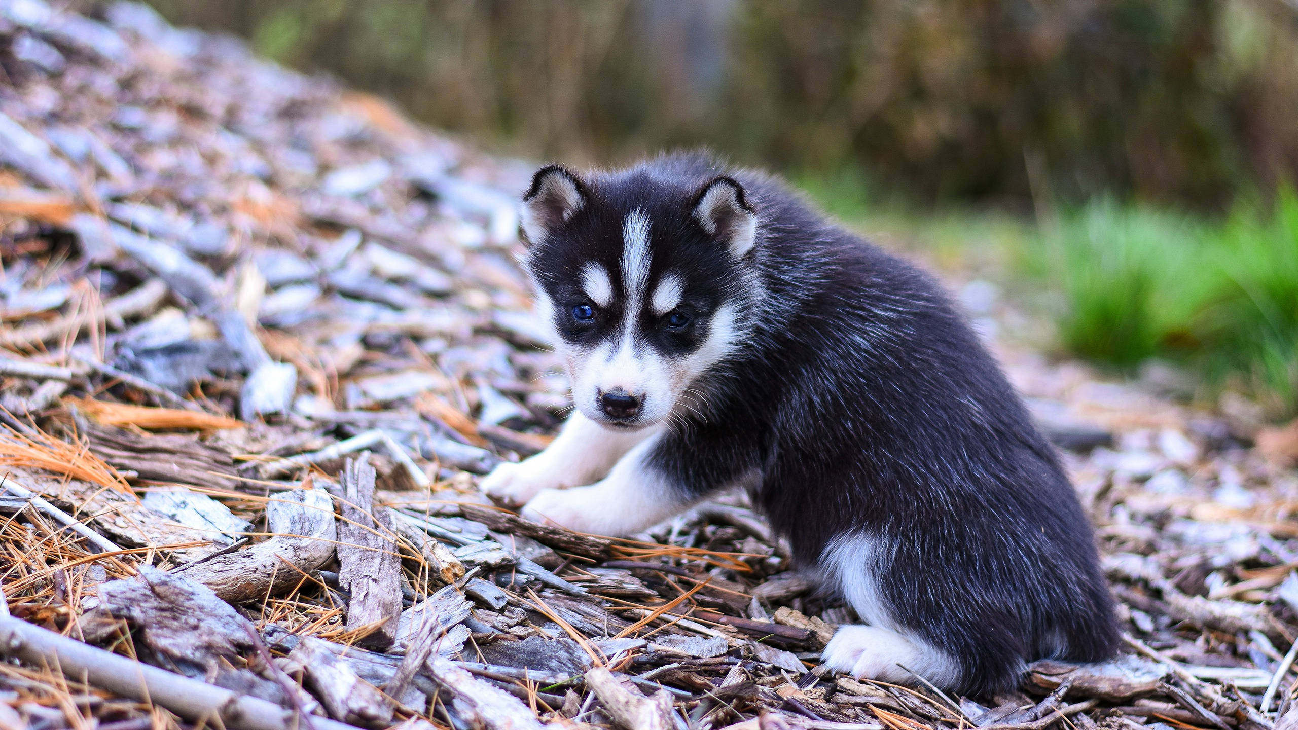 fluffy black and white husky puppy, striking blue eyes, pine needles and twigs, 2K Desktop Wallpaper