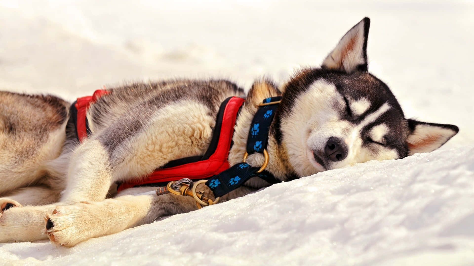 Siberian Husky, black and white fur, fresh snow, Full HD Desktop Wallpaper