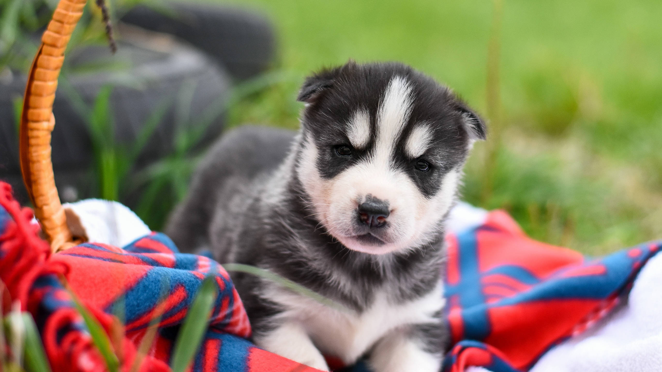 Siberian Husky, black and white, striking eyes, 2K Desktop Wallpaper