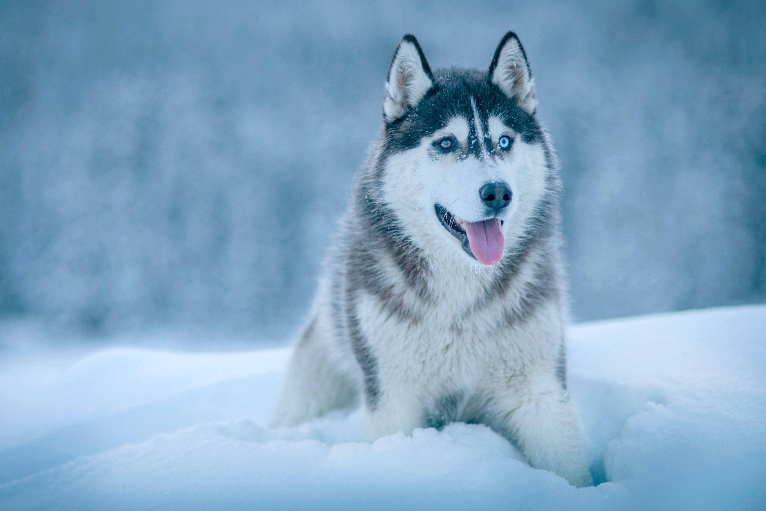 Siberian Husky, blue eyes, deep snow, 2K Desktop Wallpaper