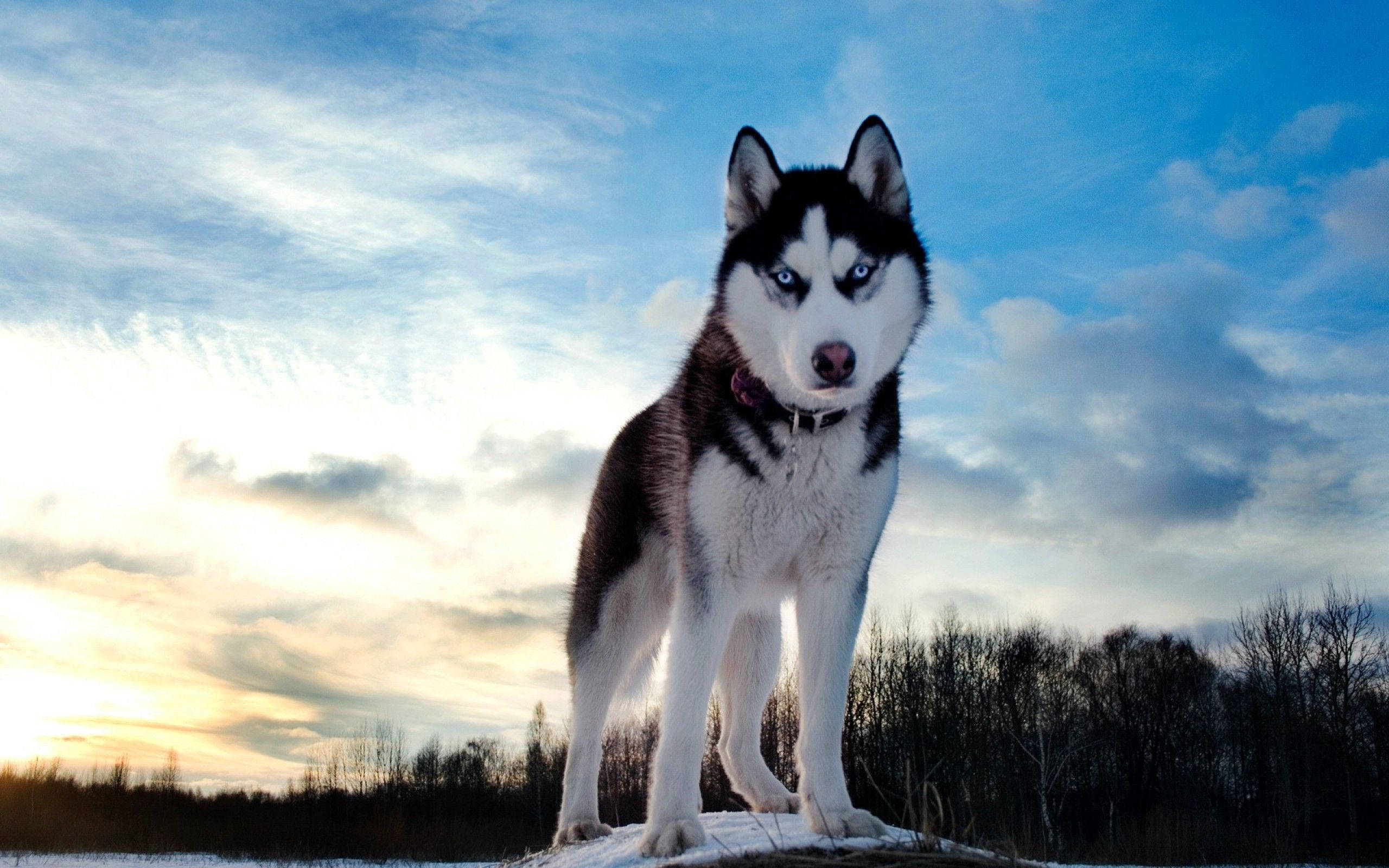 Siberian Husky, blue eyes, snowy ground, 2K Desktop Wallpaper